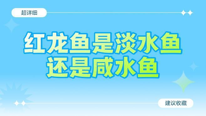 紅龍魚飼養環境具體要求
