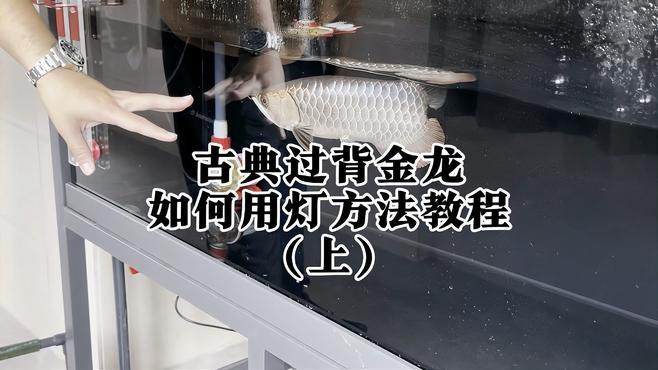 藍底金龍魚用什么顏色燈光好看