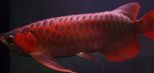 龍魚 魚缸尺寸大小：(上)【養魚須知】【養魚須知