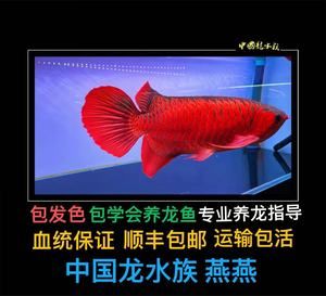 龍魚苗：如何判斷龍魚苗的健康狀況，龍魚苗飼養常見誤區