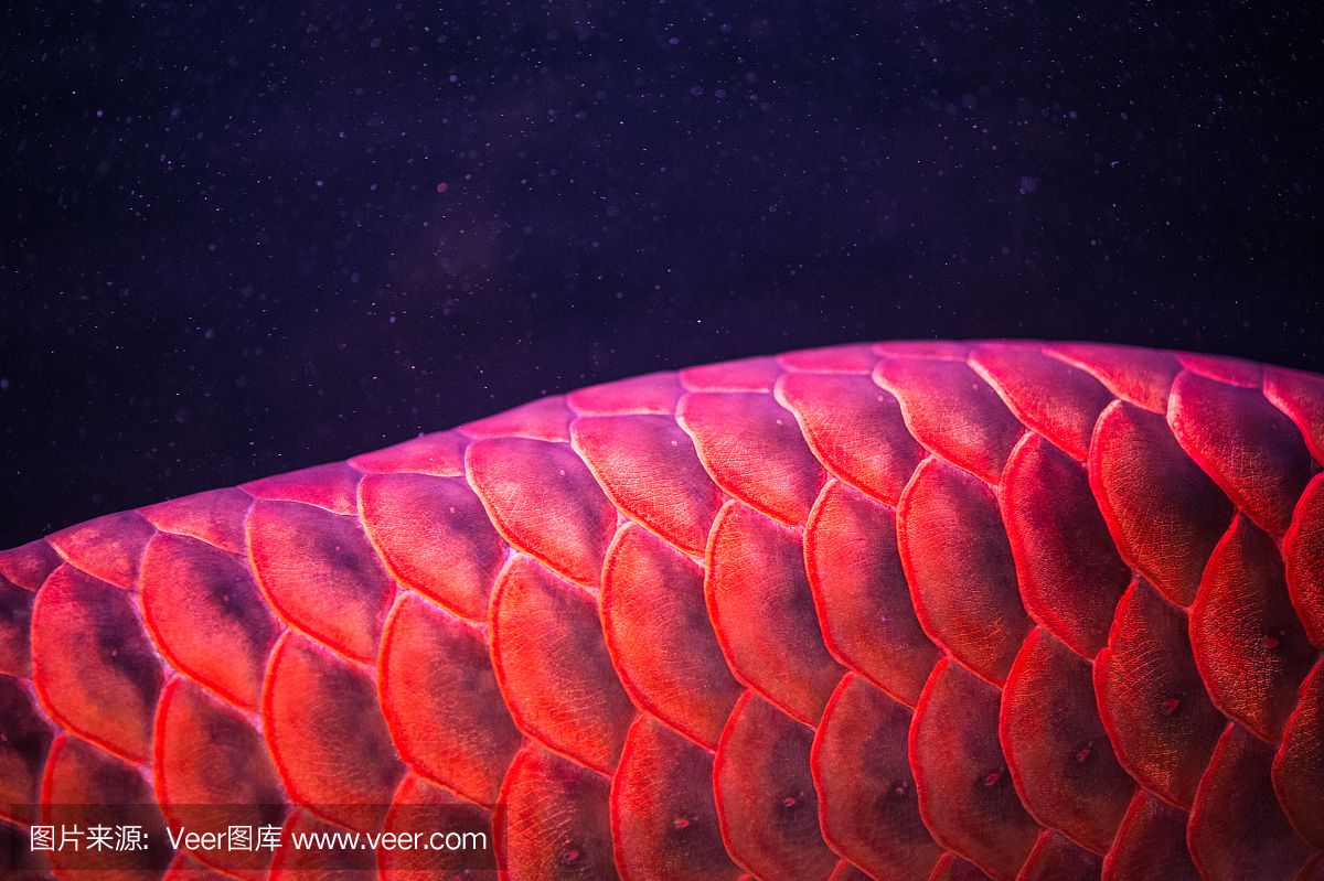 紅龍魚尾巴邊緣發(fā)白（紅龍魚尾巴發(fā)白怎么辦）