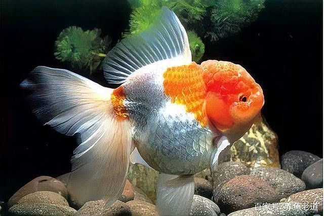 加了硝化細(xì)菌龍魚不舒服