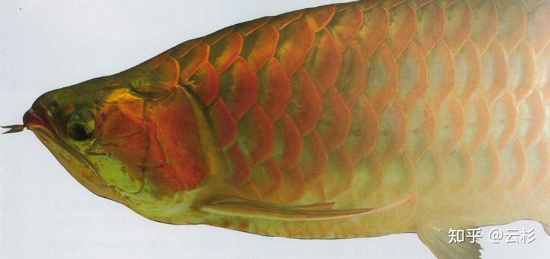 上海龍魚手術醫院怎么樣知乎