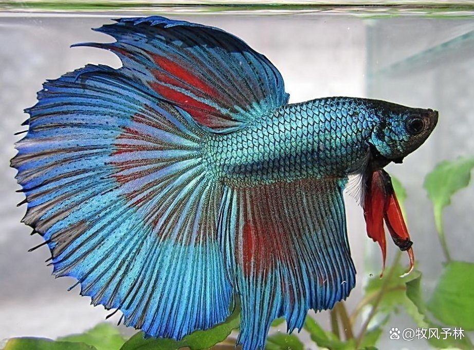 羅非魚可以和龍魚混養嗎圖片欣賞