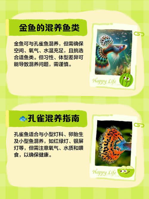 羅非魚可以和龍魚混養嗎圖片欣賞