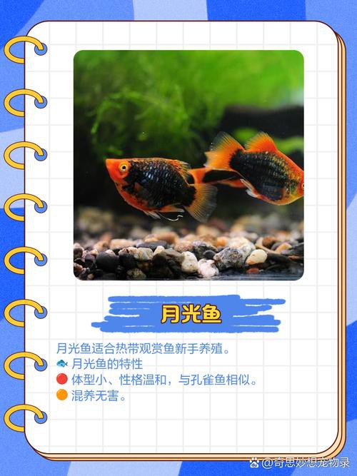 羅非魚可以和龍魚混養嗎圖片欣賞