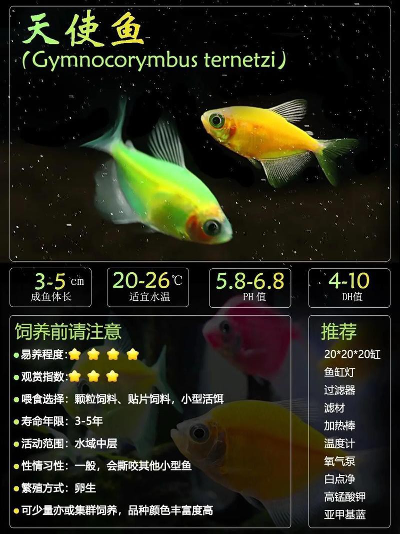 羅非魚可以和龍魚混養嗎圖片欣賞
