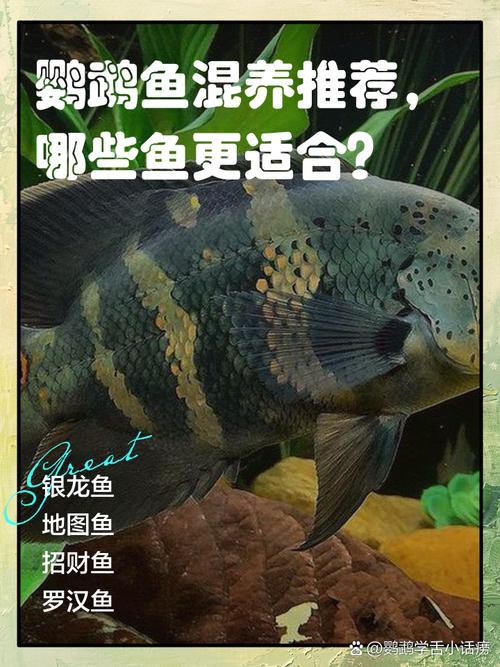羅非魚可以和龍魚混養嗎圖片欣賞