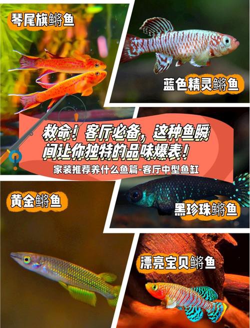 羅非魚可以和龍魚混養嗎圖片欣賞