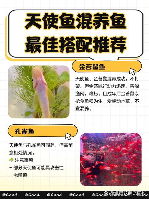 羅非魚可以和龍魚混養嗎圖片欣賞