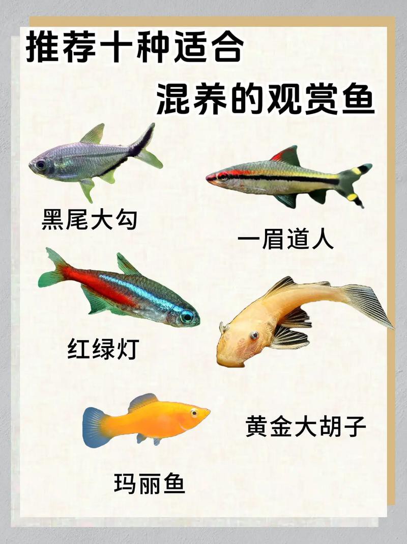 羅非魚可以和龍魚混養嗎圖片欣賞