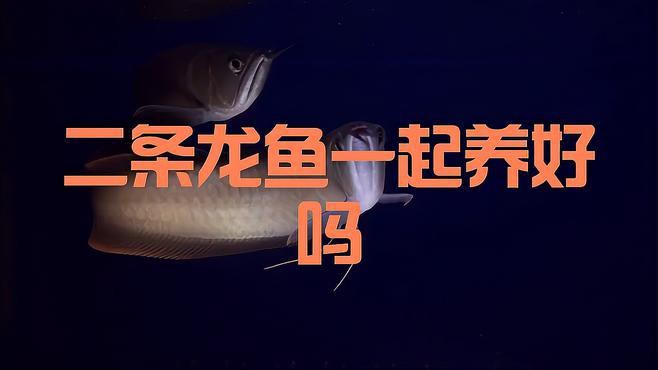 羅非魚可以和龍魚混養嗎圖片欣賞