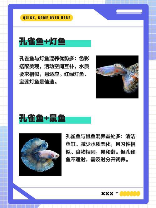 羅非魚可以和龍魚混養嗎圖片欣賞