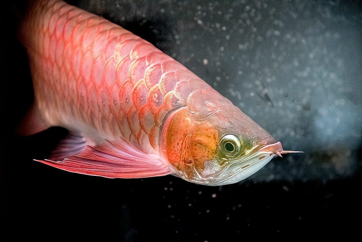 哪些人群不適合長期接觸龍魚？