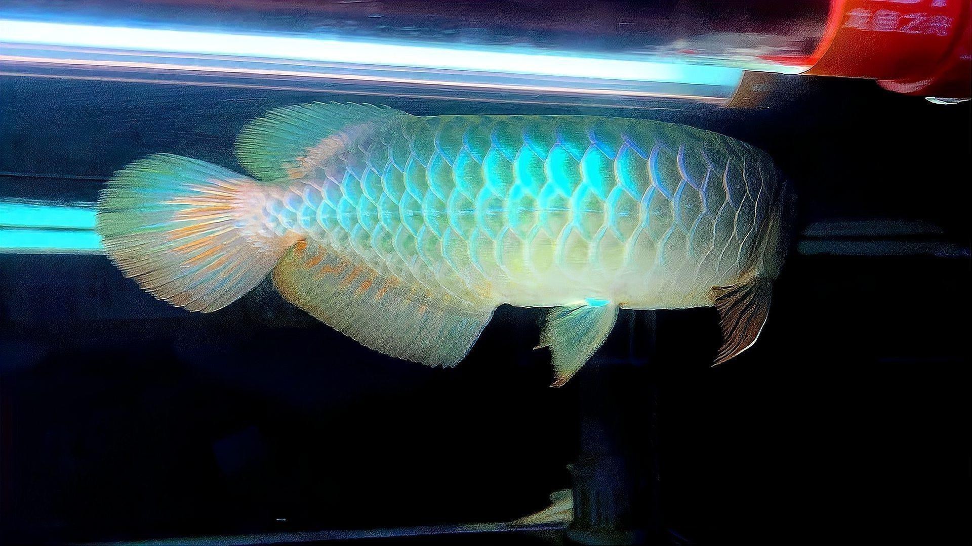 紫羅蘭龍魚是什么品種