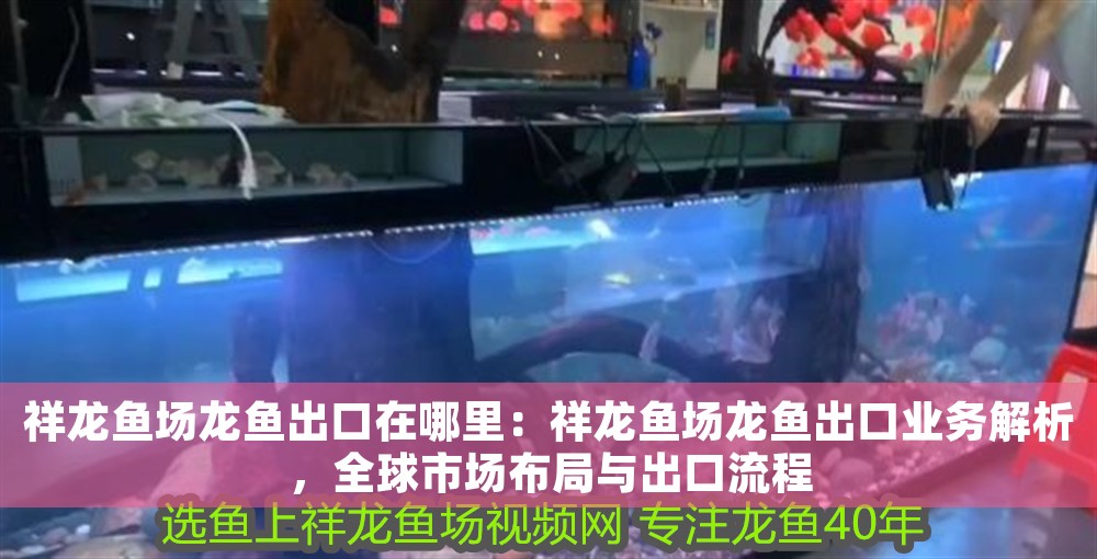 祥龍魚場龍魚出口在哪里：祥龍魚場龍魚出口業務解析，全球市場布局與出口流程