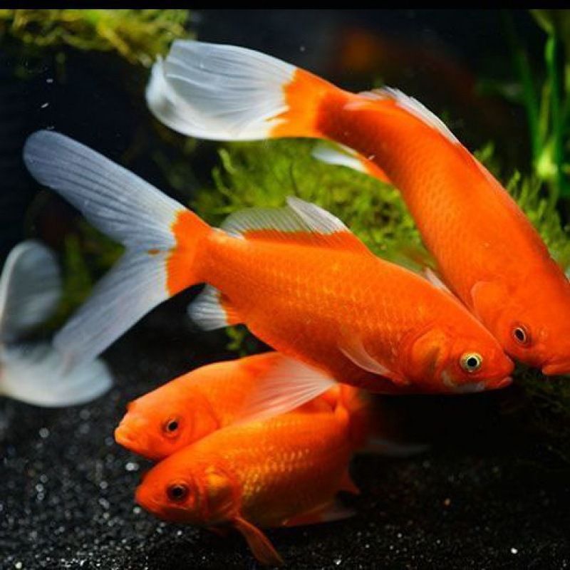 龍魚喂小鯽魚好嗎（龍魚可以喂食小鯽魚嗎？）