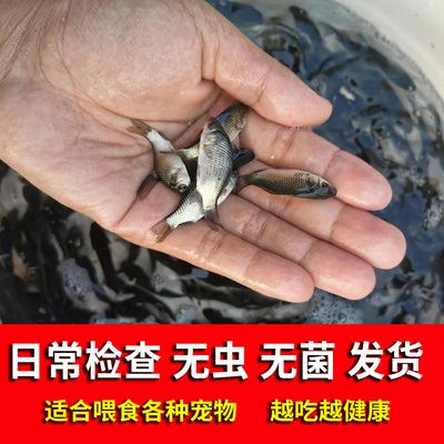 龍魚喂小鯽魚好嗎（龍魚可以喂食小鯽魚嗎？）