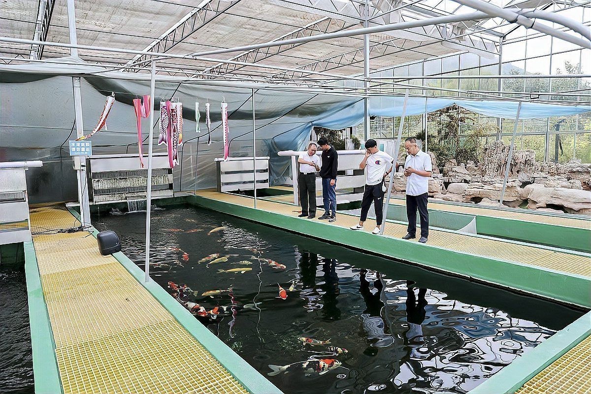 什么雷龍魚最便宜又好看好養 什么雷龍魚最便宜又好看好養 龍魚百科 第12張