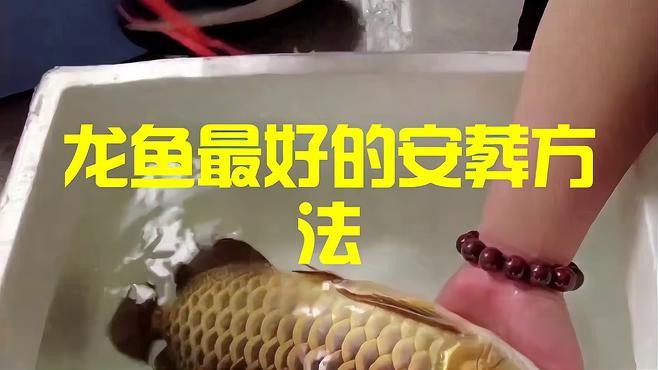 如何科學(xué)處理龍魚的遺體？