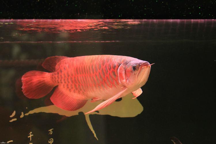 紅龍魚圖片大全大圖霸氣頭像高清可愛