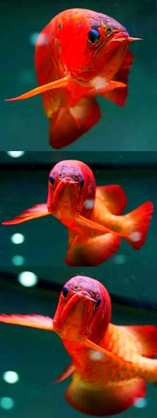 紅龍魚圖片大全大圖霸氣頭像高清可愛