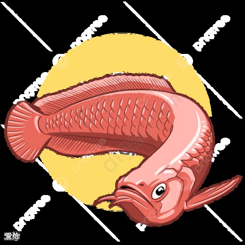 紅龍魚圖片大全大圖霸氣頭像高清可愛