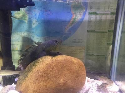 彩虹雷龍魚要多大的缸：彩虹雷龍魚理想魚缸尺寸取決于其生活習性和成長潛力