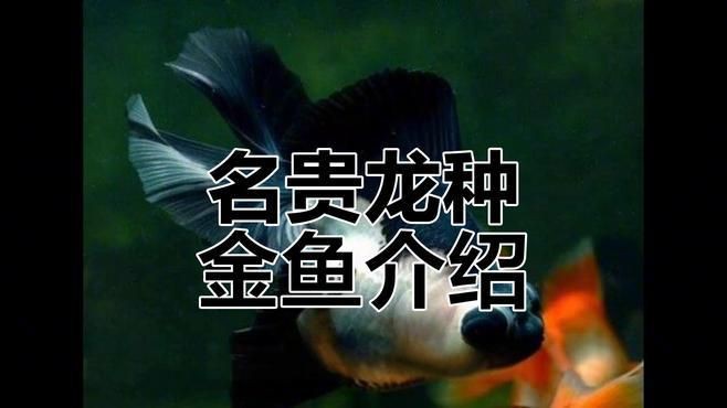 龍睛魚有哪些品種？