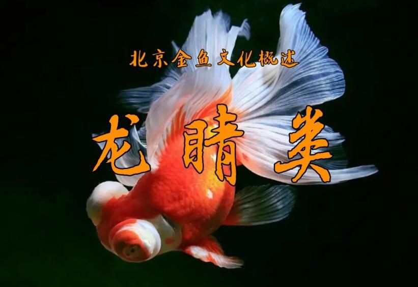 龍睛魚有哪些品種？