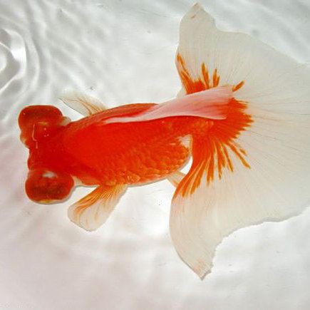 龍睛魚有哪些品種？