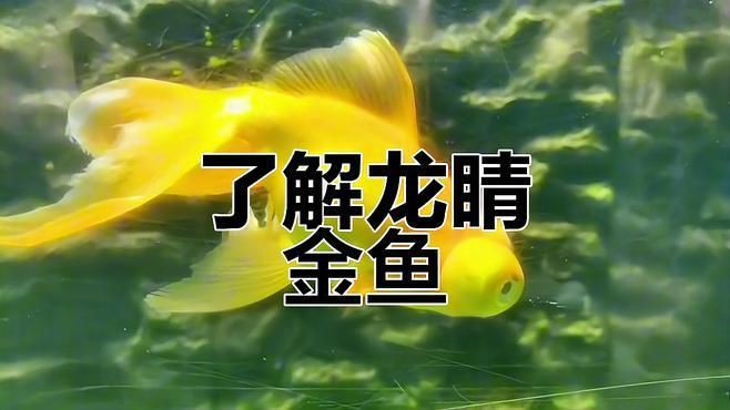 龍睛魚有哪些品種？