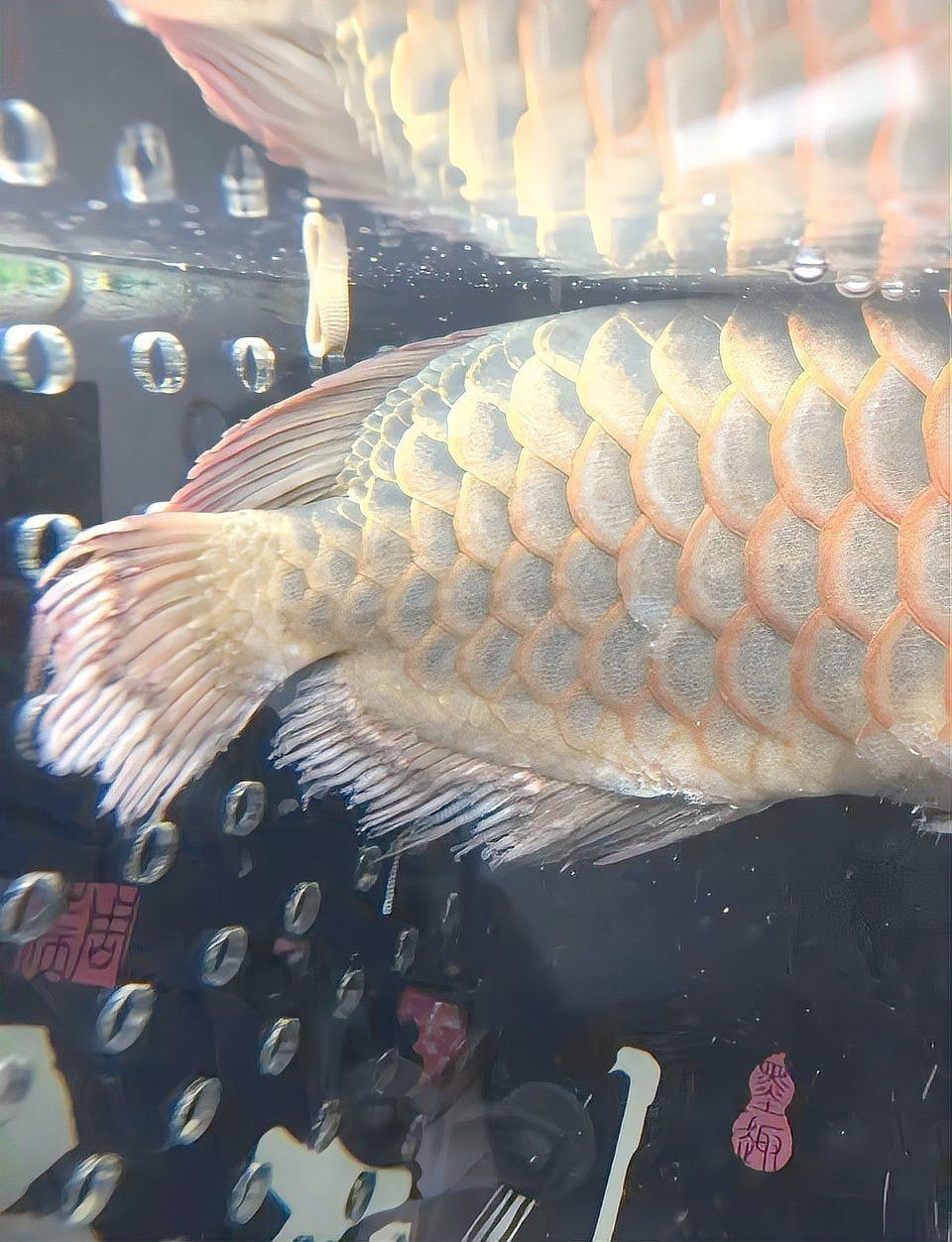 龍魚(yú)爛鰭最快解決方法