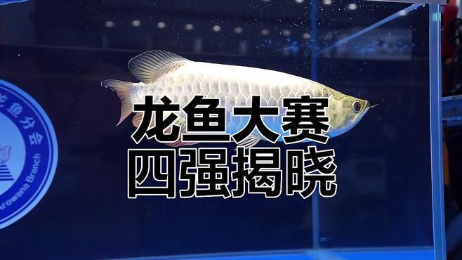 有沒有更多龍魚賽事視頻推薦？