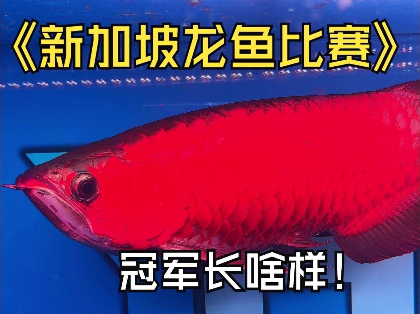 有沒有更多龍魚賽事視頻推薦？