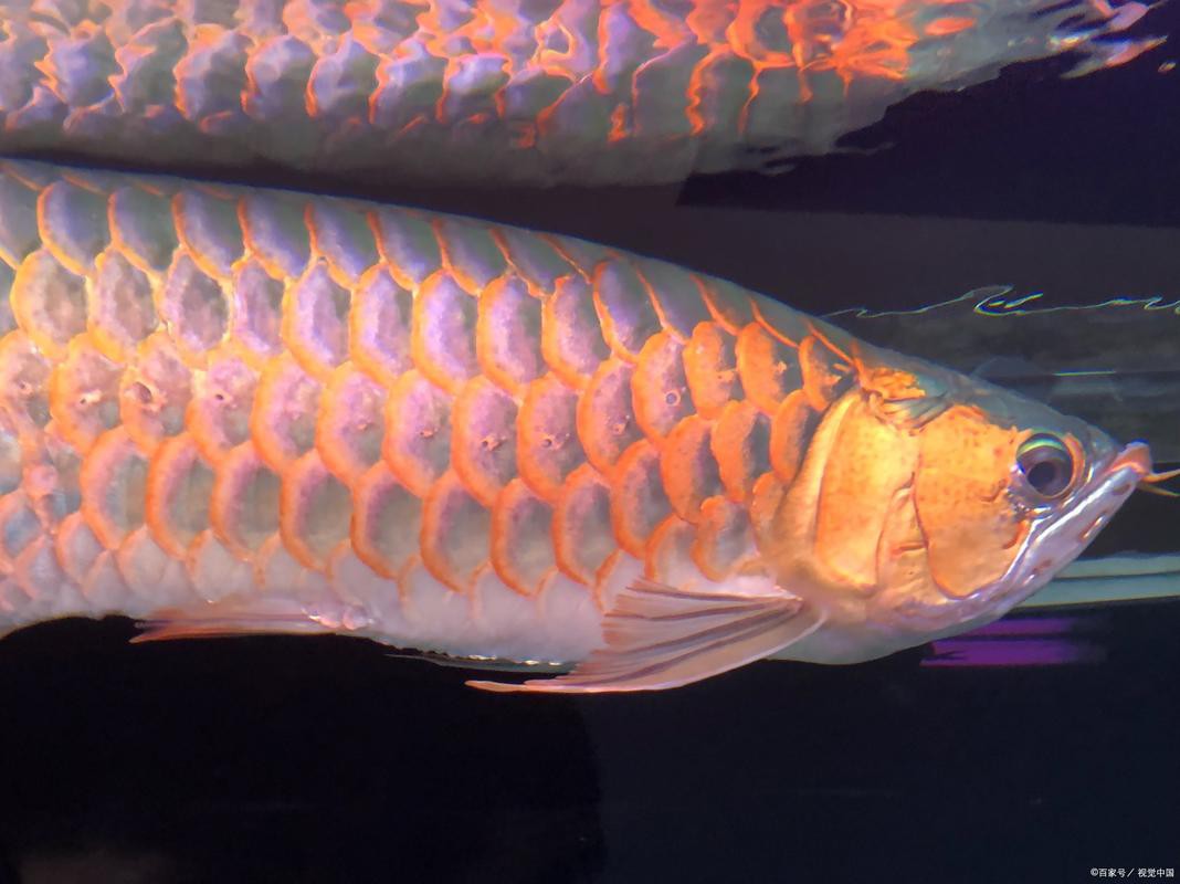 北海龍魚圖片欣賞大全集