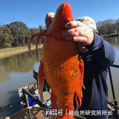 北海龍魚圖片欣賞大全集