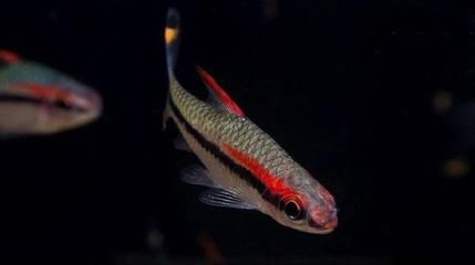 龍魚(yú)混養(yǎng)一眉道人（一眉道人魚(yú)與龍魚(yú)混養(yǎng)的可能性存在爭(zhēng)議） 龍魚(yú)混養(yǎng)一眉道人（一眉道人魚(yú)與龍魚(yú)混養(yǎng)的可能性存在爭(zhēng)議） 龍魚(yú)百科 第4張