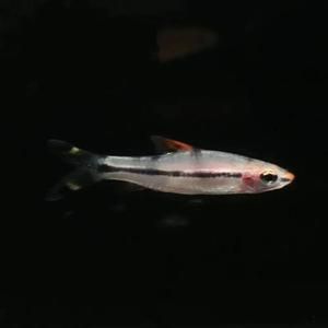 龍魚(yú)混養(yǎng)一眉道人（一眉道人魚(yú)與龍魚(yú)混養(yǎng)的可能性存在爭(zhēng)議） 龍魚(yú)混養(yǎng)一眉道人（一眉道人魚(yú)與龍魚(yú)混養(yǎng)的可能性存在爭(zhēng)議） 龍魚(yú)百科 第3張