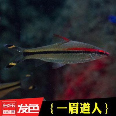 龍魚(yú)混養(yǎng)一眉道人（一眉道人魚(yú)與龍魚(yú)混養(yǎng)的可能性存在爭(zhēng)議） 龍魚(yú)混養(yǎng)一眉道人（一眉道人魚(yú)與龍魚(yú)混養(yǎng)的可能性存在爭(zhēng)議） 龍魚(yú)百科 第2張