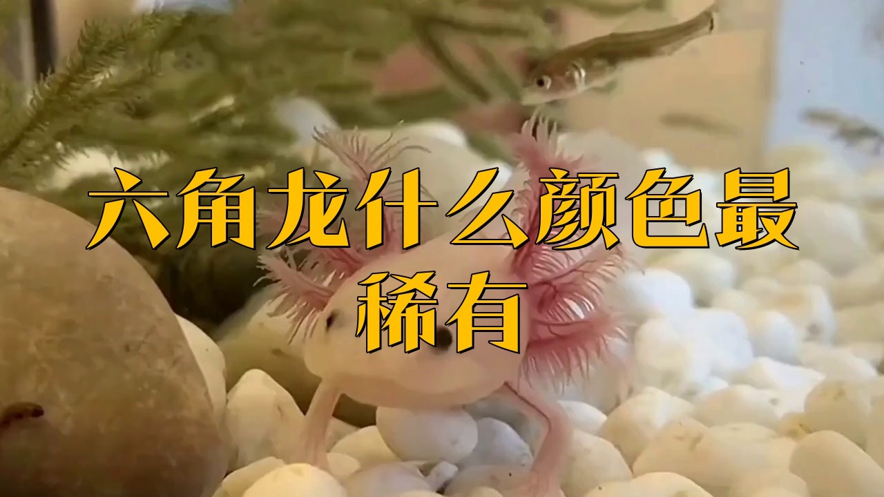 六角恐龍有哪些人工培育品種？