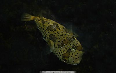 水族館里100種動物名稱介紹（水族館里100種動物名稱的詳細介紹）