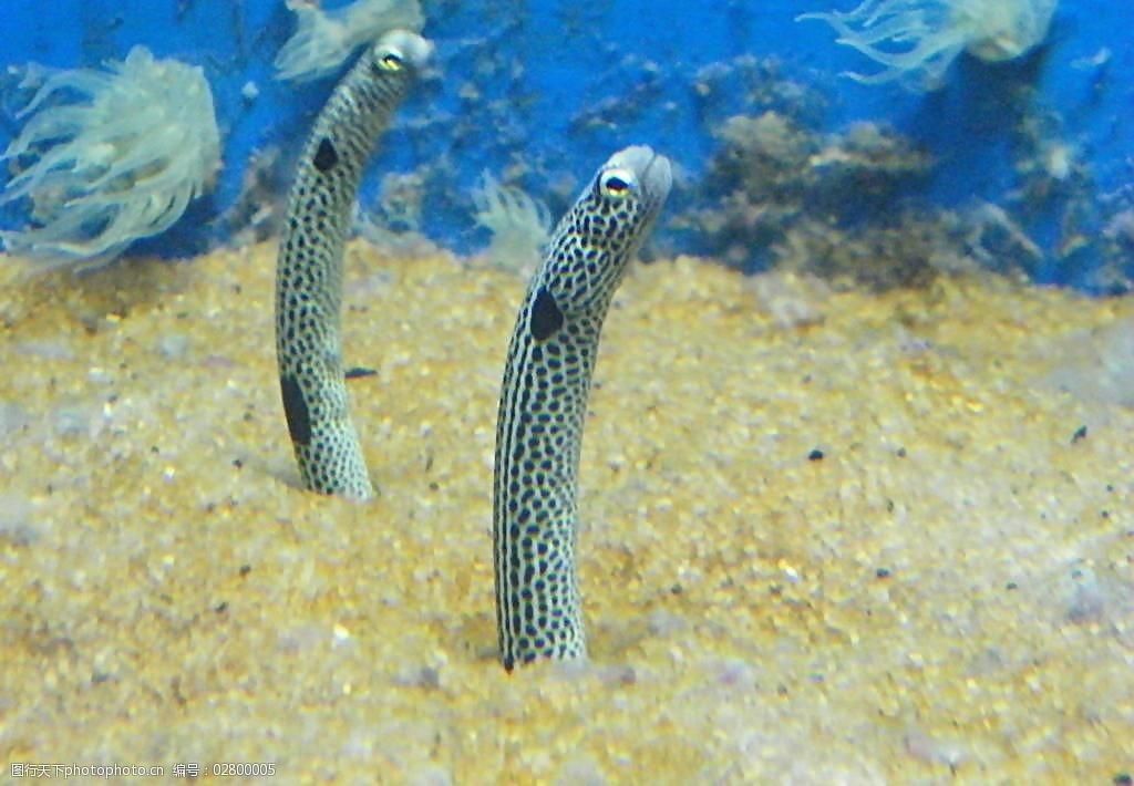 水族館里100種動物名稱介紹（水族館里100種動物名稱的詳細介紹）