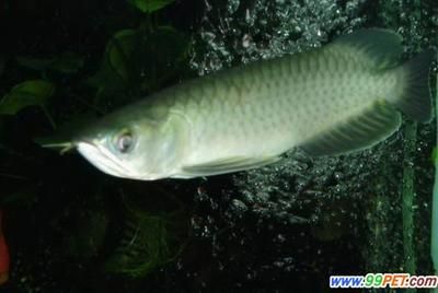 水族館里100種動物名稱介紹（水族館里100種動物名稱的詳細介紹）