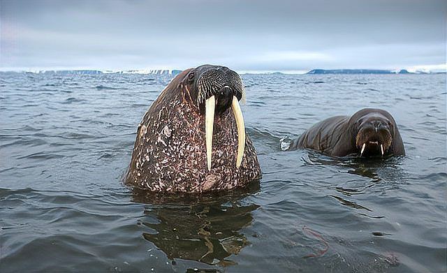 海象愛吃什么食物圖片，海象的食物種類及主要分布區(qū)域滿滿農(nóng)鄉(xiāng)情