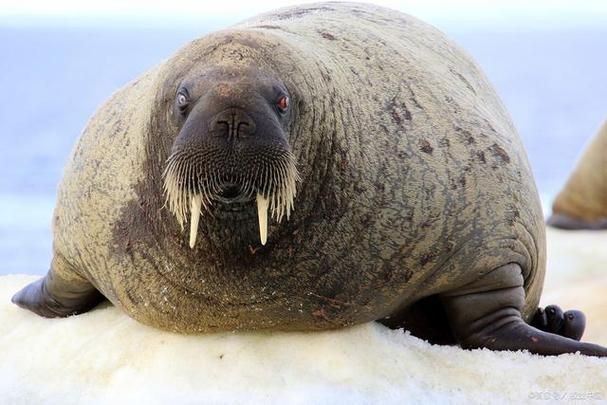海象愛吃什么食物圖片，海象的食物種類及主要分布區(qū)域滿滿農(nóng)鄉(xiāng)情