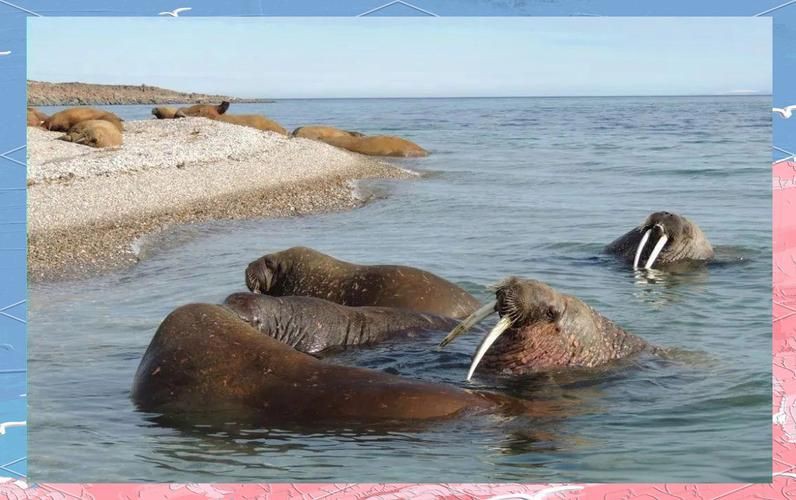 海象愛吃什么食物圖片，海象的食物種類及主要分布區(qū)域滿滿農(nóng)鄉(xiāng)情