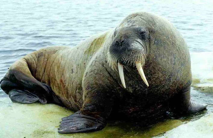 海象愛吃什么食物圖片，海象的食物種類及主要分布區(qū)域滿滿農(nóng)鄉(xiāng)情