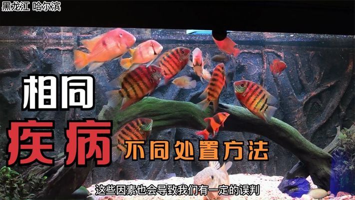 魚缸用過濾器就不用換水了嗎 魚缸用過濾器還用換水嗎