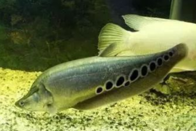 仟湖龍魚飼料為什么那么貴（仟湖的紅龍飼料怎么樣）